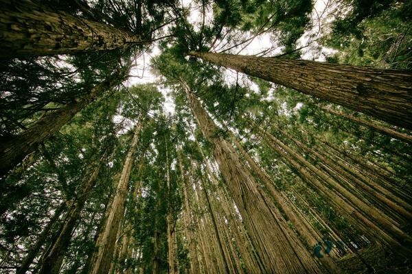 银川枫木运动木地板图片